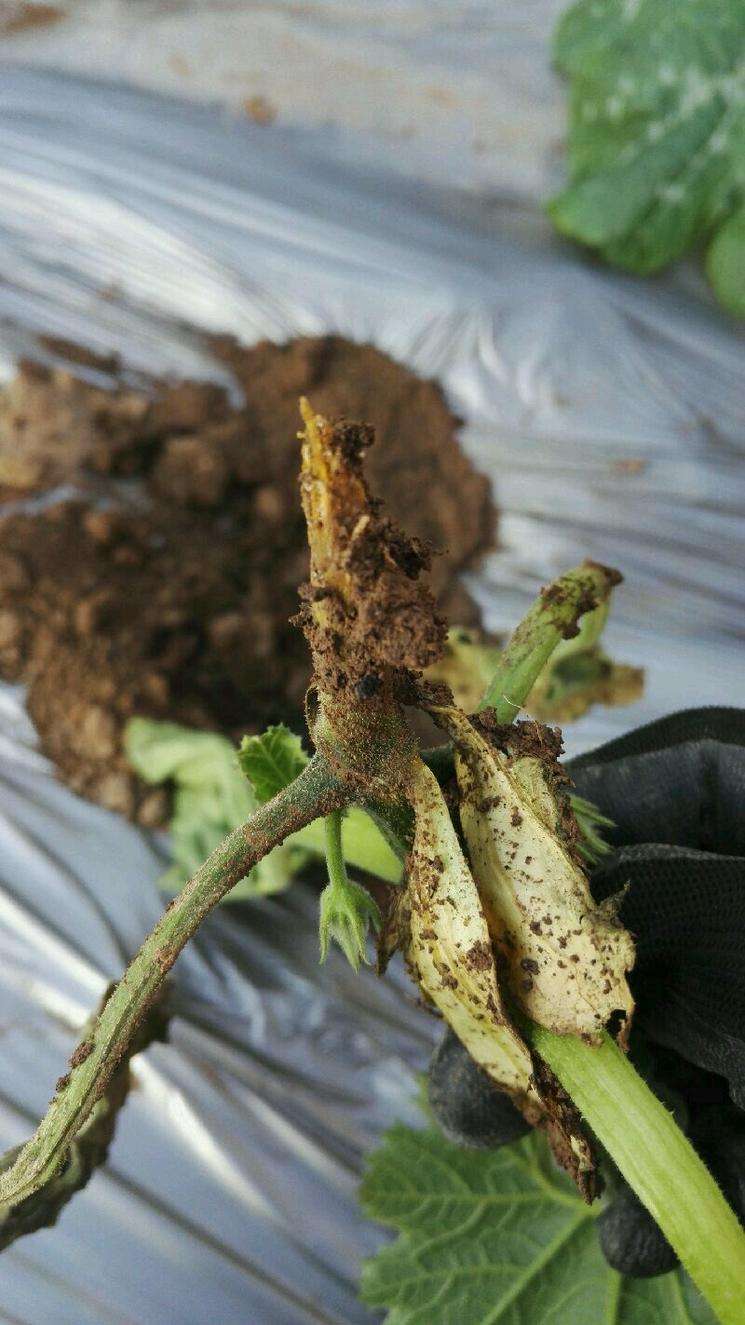 西葫芦青枯病症状,西葫芦细菌性叶枯病视频