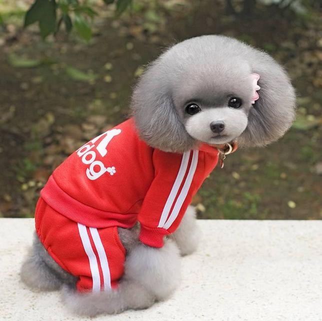 加纳利串拉布拉多,加纳利有名的狗