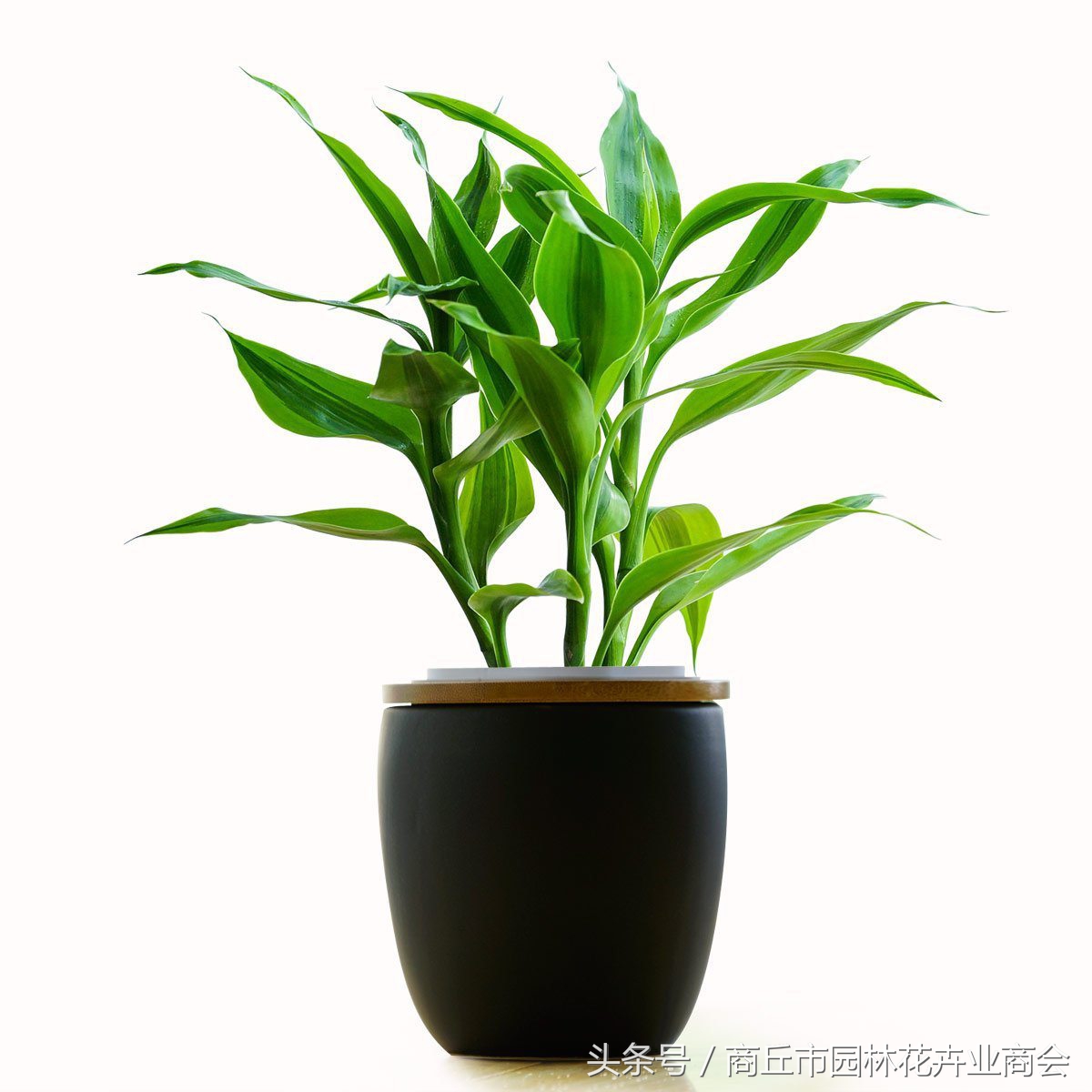 家里的富贵竹长得太高好不好,富贵竹一般养几支才吉利