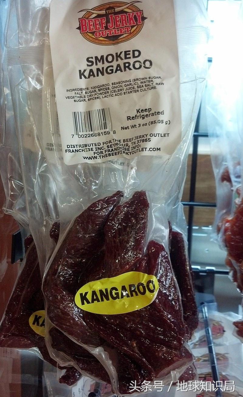 袋鼠可以吃桉树叶吗,袋鼠可以吃番茄吗