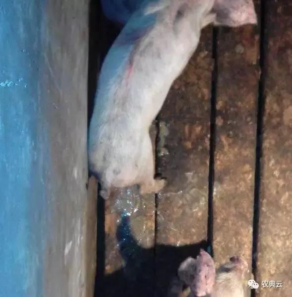 母猪刚下的小猪拉稀怎么治,小猪拉稀母猪没奶怎么回事