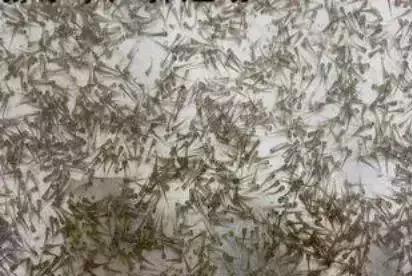 防治鱼苗气泡病小妙招,鱼苗得气泡病需要停料吗