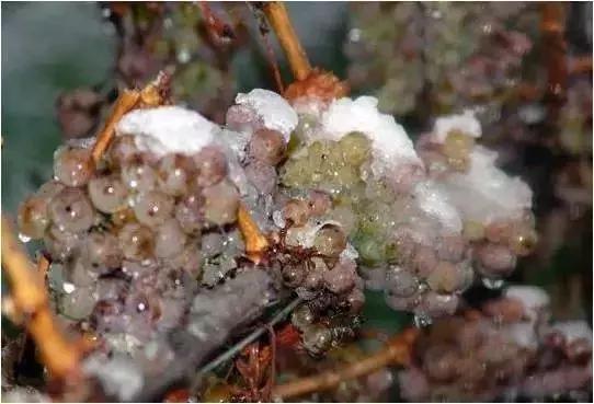 冰酒价格为什么这么高,冰酒的价格怎么相差那么大