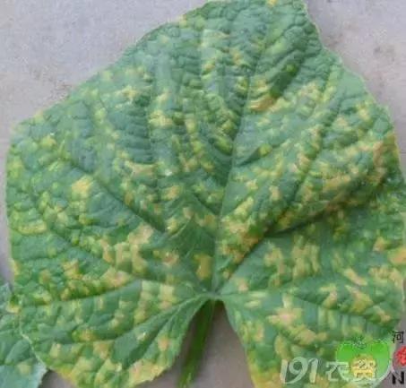 如何科学区分和防治黄瓜病害