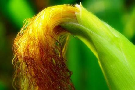 胆囊炎和肝胆湿热有什么关系,肝胆湿热的胆囊有什么症状