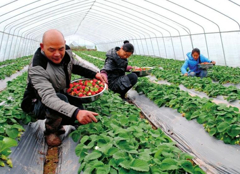 草莓刚开花要怎么管理,草莓开花后如何管理