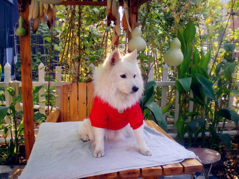 狗狗衣服怎么做好,狗狗做衣服的简单方法