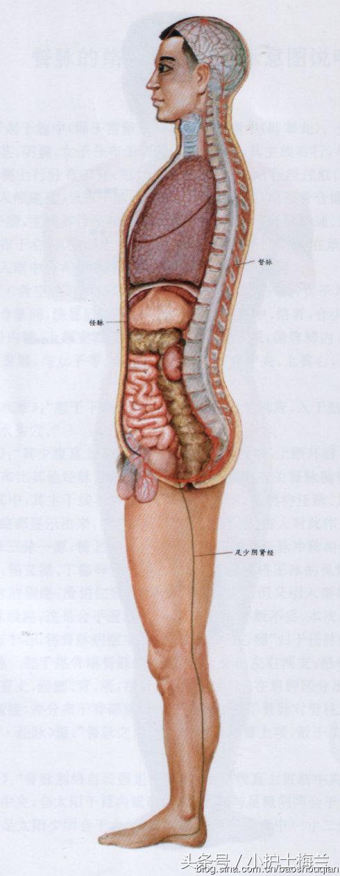 任督二脉功法图,真气打通任督二脉图解
