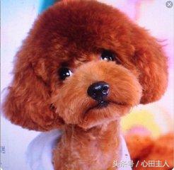 家养泰迪都是什么品种,常见家养宠物犬大全