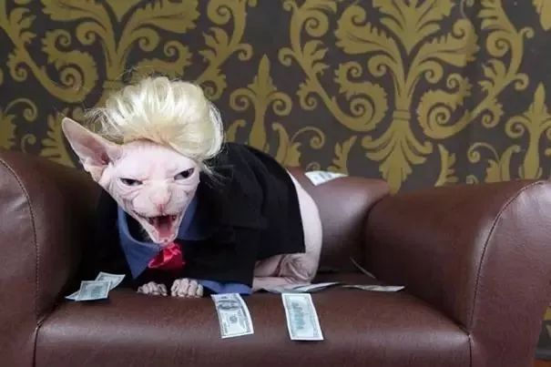 可爱猫咪万圣节,可爱的猫咪万圣节