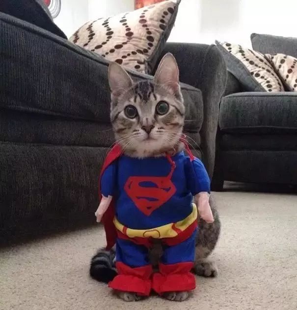 可爱猫咪万圣节,可爱的猫咪万圣节