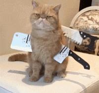 可爱猫咪万圣节,可爱的猫咪万圣节