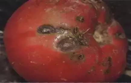 夏秋番茄病害图片大全,冬春大棚番茄病害怎么防治