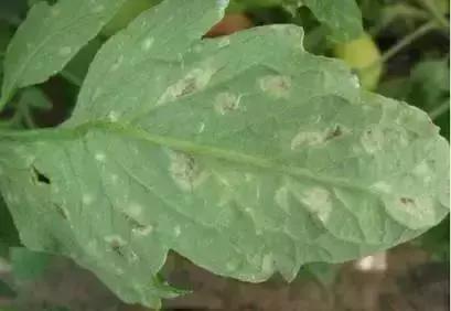 夏秋番茄病害图片大全,冬春大棚番茄病害怎么防治