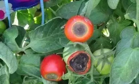 夏秋番茄病害图片大全,冬春大棚番茄病害怎么防治