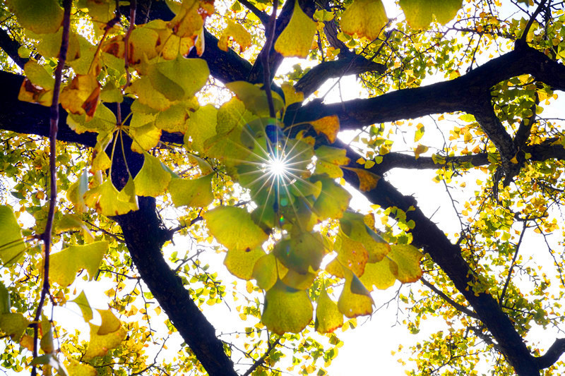 到安康白河县东坡村赶集 游客抢购山货 赏千年银杏 品乡村美食