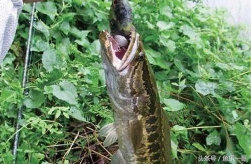 路亚钓黑鱼一般用什么硬度的竿子,路亚钓黑鱼的方法与技巧北方