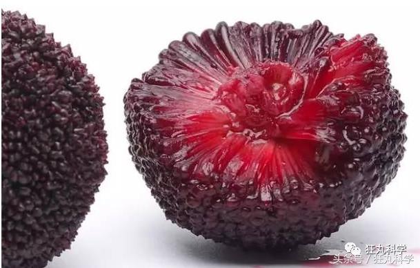 西兰花里好多小虫子,西兰花里有虫子视频