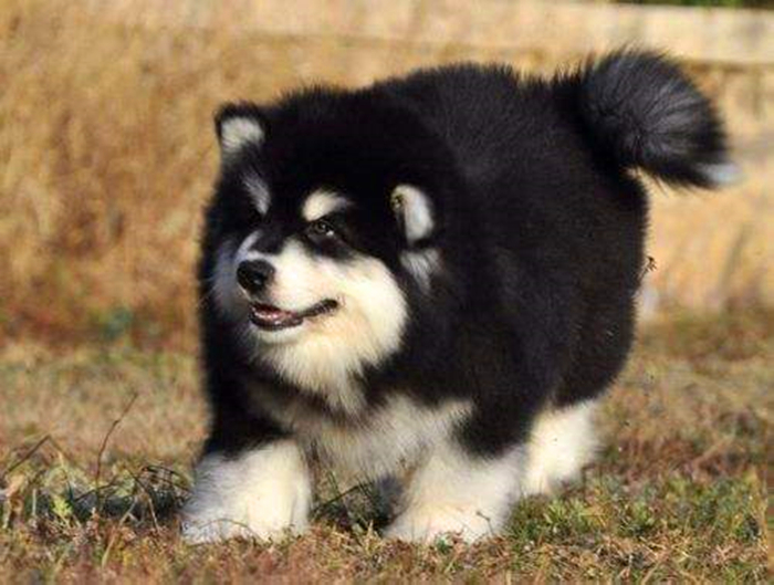 阿拉斯加肥胖的影响,阿拉斯加过于肥胖