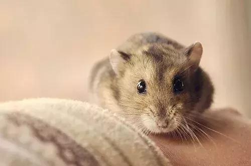 怎么养仓鼠仓鼠才会认你为主人,新手养仓鼠需要准备仓鼠什么用品