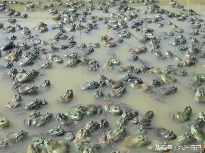 美国青蛙牛蛙的养殖效益,美国青蛙养殖