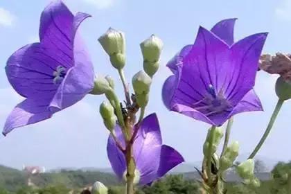 什么花朵的花语是救赎的花语,花语大全花的数量