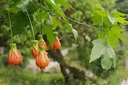 什么花朵的花语是救赎的花语,花语大全花的数量