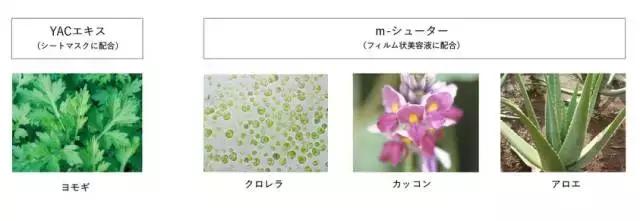 张馨予美白喷雾,张馨予喝美白液