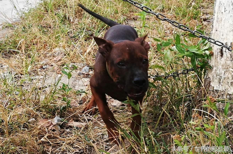 猎人最好用的狗,猎人最喜欢带的宠物