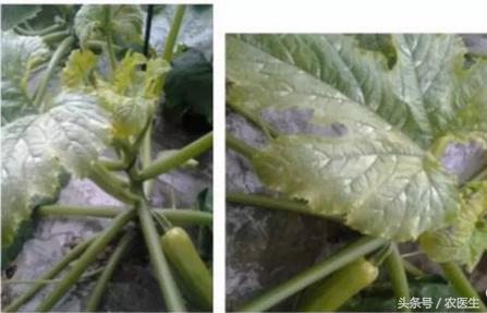 大棚蔬菜低温危害大，不用怕！有了它地温提升品质高！