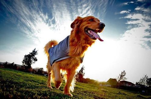 一出门狗狗就拆家怎么办,一出门狗狗就跟着怎么办