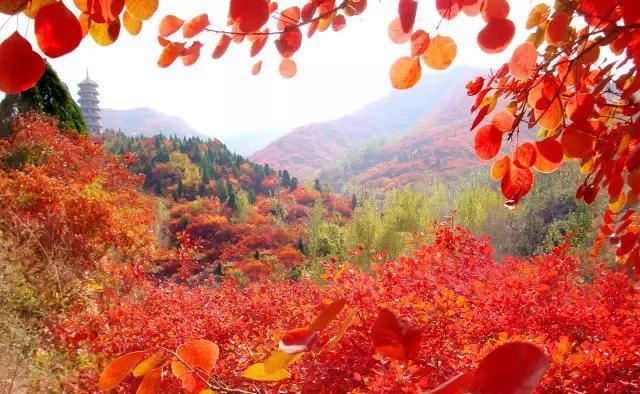 济南红叶谷在济南什么位置,山东济南红叶谷秋色