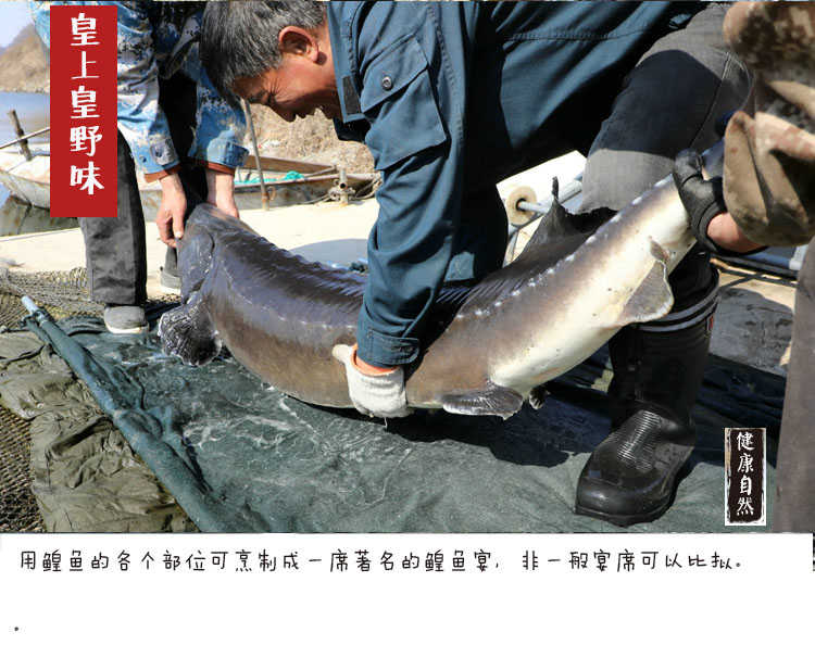 黑龙江鲟鳇鱼一般多少斤,中华鲟鳇鱼啥价