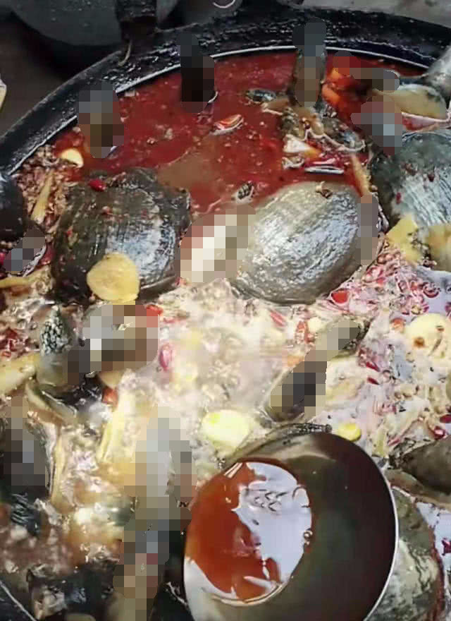 诱捕甲鱼的方法,诱捕野生甲鱼的最快方法视频