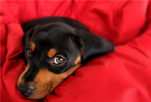 狗狗状态正常但是打喷嚏流鼻涕,狗狗频繁打喷嚏流鼻涕怎么解决