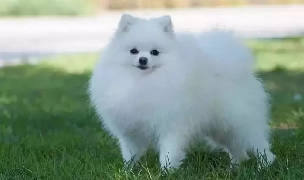 选购博美犬的3点基本常识,博美犬的基本知识