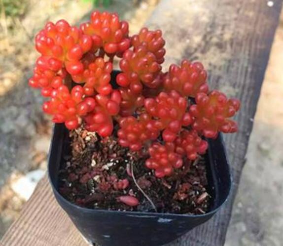 红色多肉怎样让它越来越红,红色浆果多肉一碰就掉叶子