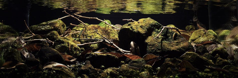 长城杯溪流造景大赛,长城杯造景大赛