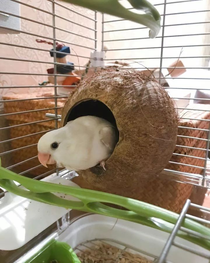 养鹦鹉少走30年弯路,新手养的鹦鹉各优缺点