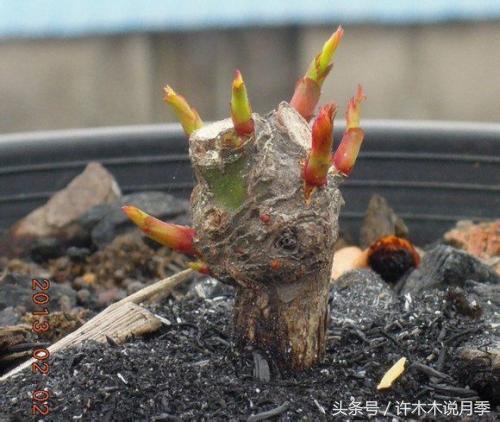 月季冬天需要防虫吗,月季冬天冻死吗