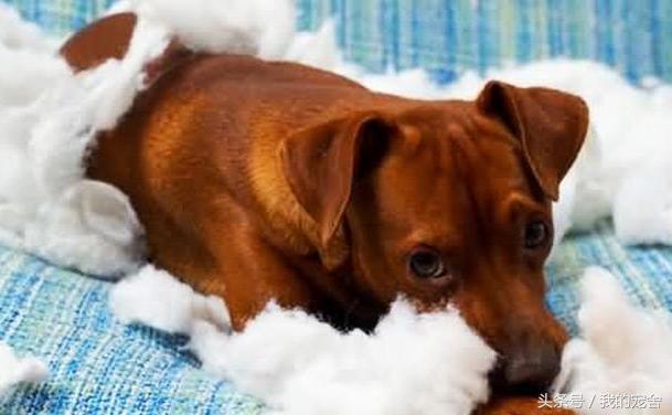 母狗有没有月经的表现,母狗会来大姨妈吗