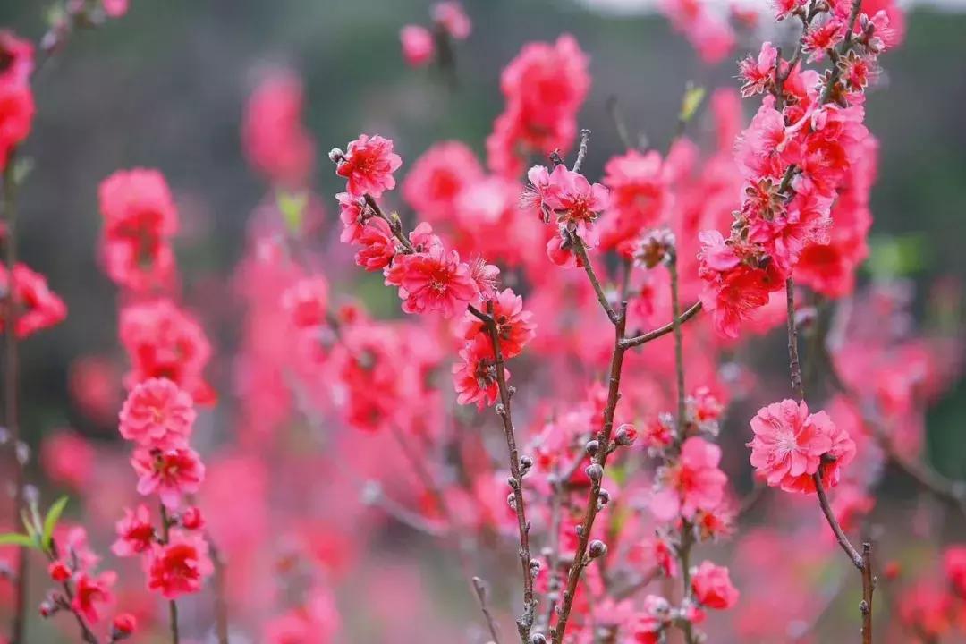 向世界推介深圳,深圳向世界发出邀请