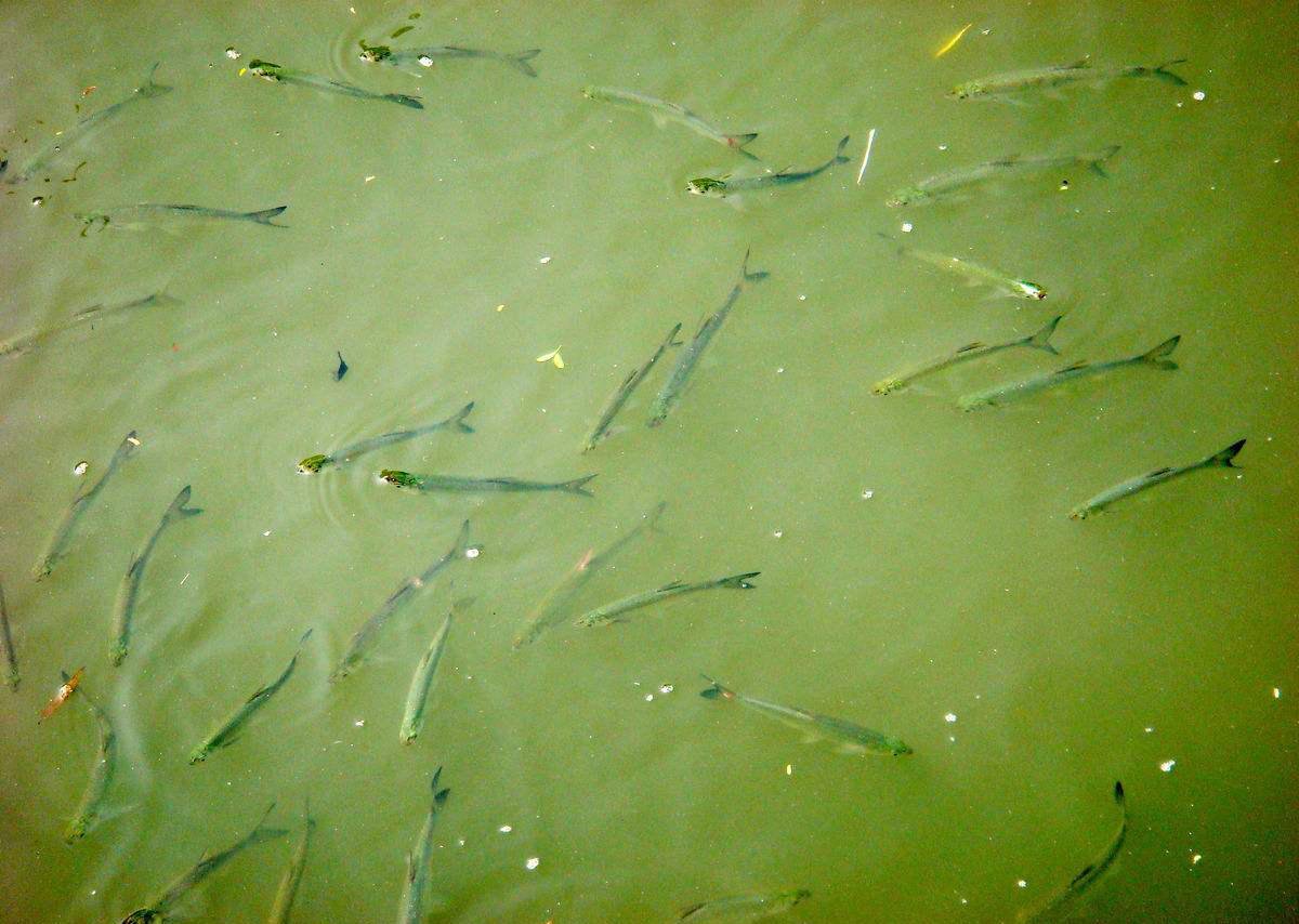 秋天钓鱼到夜晚就没口,秋天钓鱼都是小杂鱼怎么办