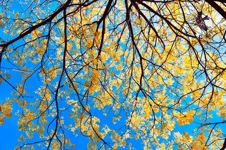 秋到上阳宫，黄叶蓝天高宫阙，皇帝都赞的美景，免费你都没去看？