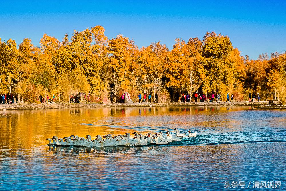 三千年守候额济纳完整版,大美金塔胡杨林