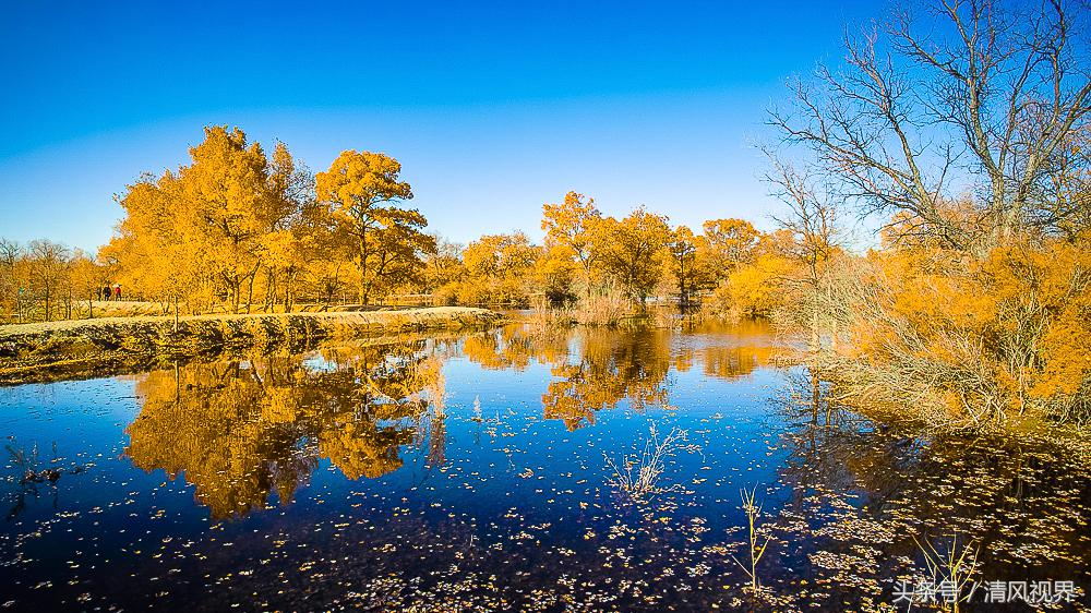 三千年守候额济纳完整版,大美金塔胡杨林