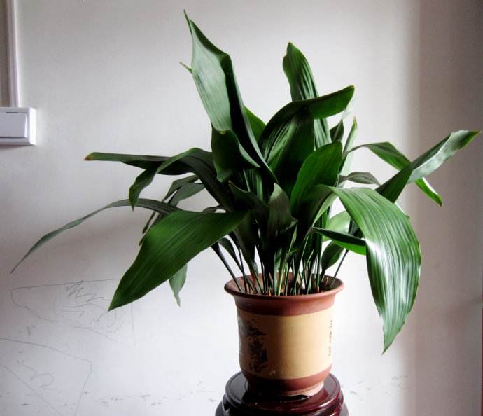 有利于净化空气的家养绿植,基本不用浇水的室内去异味绿植