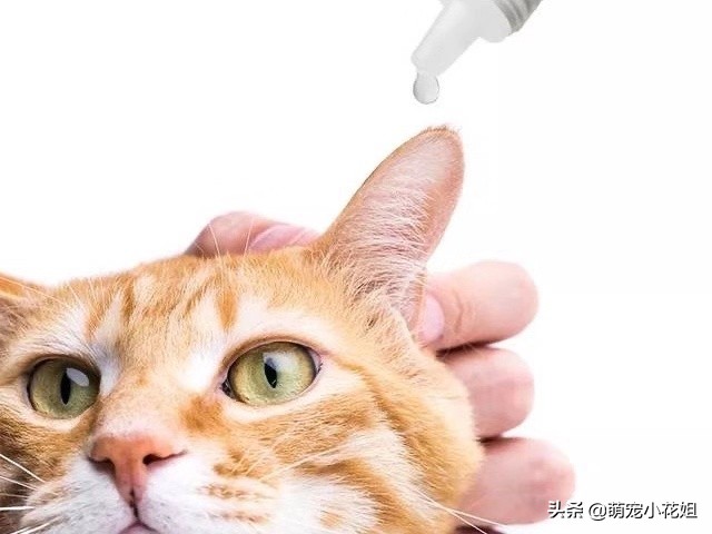 猫咪挠耳朵都快破了是怎么回事,猫咪得了猫癣挠耳朵怎么办