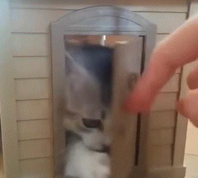 猫咪新玩法,喵咪生活小技巧有哪些