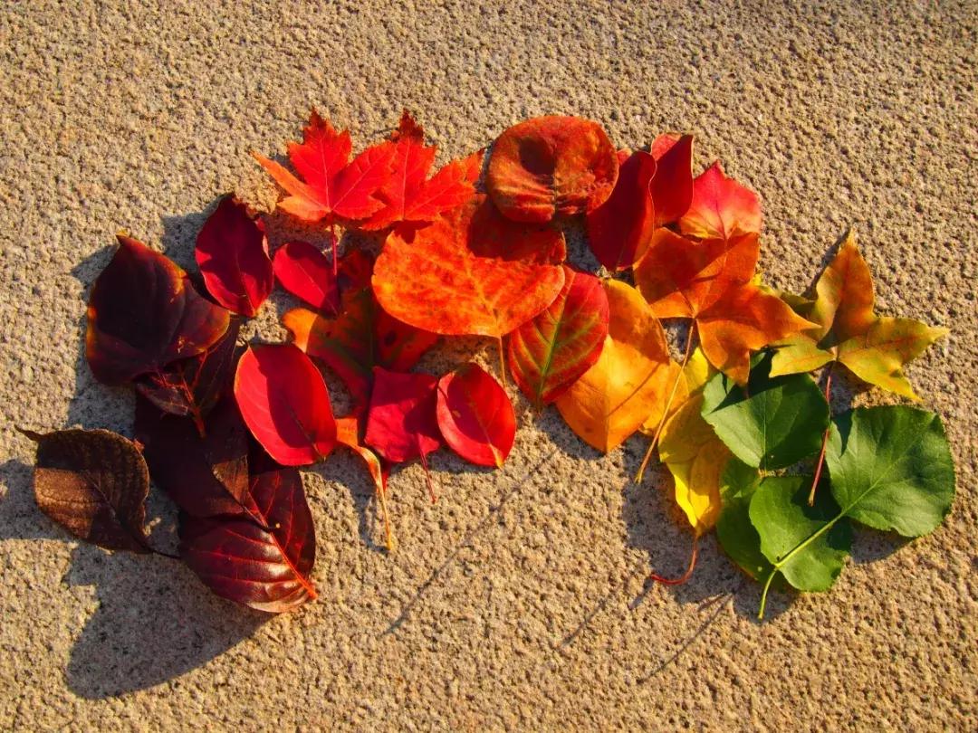 西山森林公园秋季爬山攻略,秋天西山国家森林公园